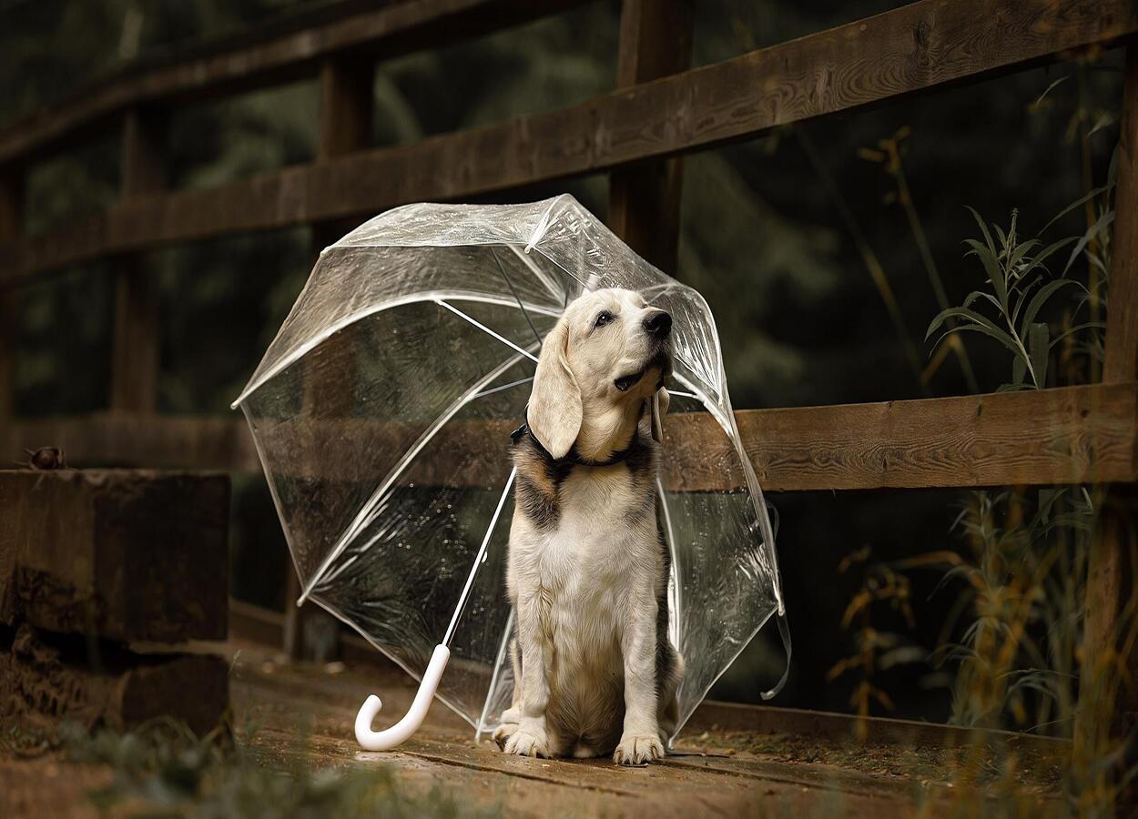 Como escolher nomes para cachorros: observe as características do pet
